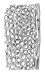 Syrrhopodon armatus, upper laminal cells at margin. Drawn from J.E. Beever 32-25, CHR 406130.
 Image: R.C. Wagstaff © Landcare Research 2014 